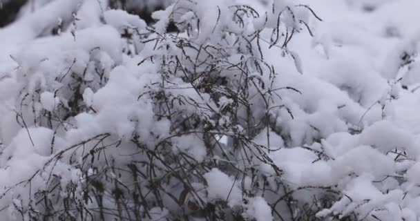 Branch Dry Herbs Covered Snow Windy Weather Blizzard Cold Winter — Vídeos de Stock
