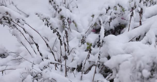 Branch Dry Herbs Covered Snow Windy Weather Blizzard Cold Winter — Wideo stockowe