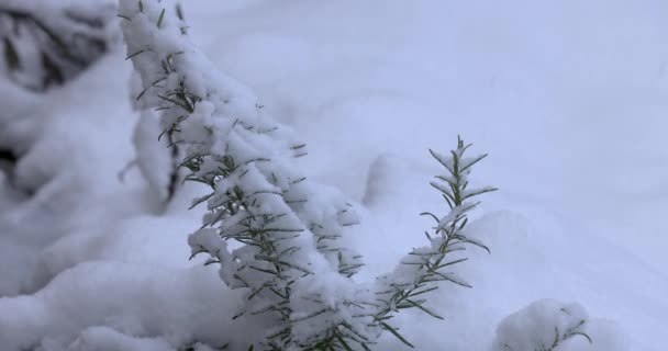 Rozmarýn Větve Pokrytý Sněhem Vítr Vánice Chladný Zimní Den — Stock video