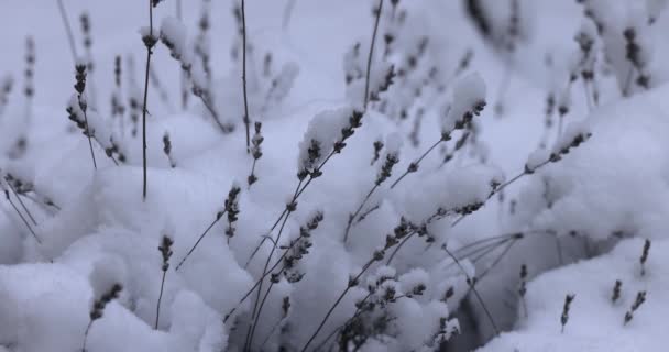 被雪覆盖的干薄荷枝 多风的天气 暴风雪 寒冷的冬日 — 图库视频影像