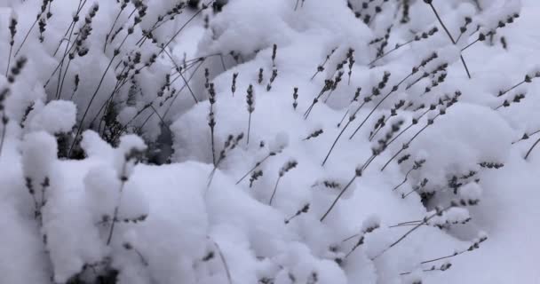 Větve Suché Máty Pokryté Sněhem Vítr Vánice Chladný Zimní Den — Stock video