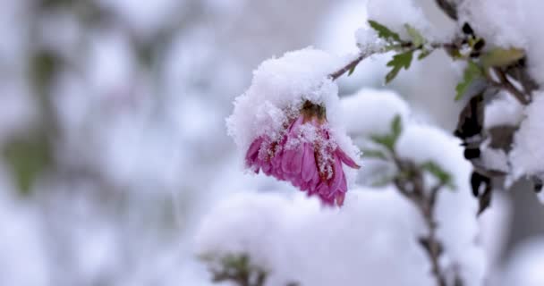 Snow Covered Lilac Chrysanthemums Garden Selective Focus Light Breeze Winter — Vídeo de Stock