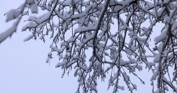 Ramas Árboles Congeladas Hielo Rama Cubierta Nieve Bosque Invierno Tarjeta — Vídeos de Stock