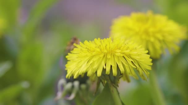 Yellow Dandelion Flower Sunny Day Springtime Slow Motion Video Close — Wideo stockowe
