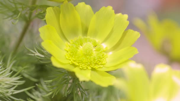 Beautiful Yellow Spring Flowers Water Drops Sunny Spring Day Close — Stock videók