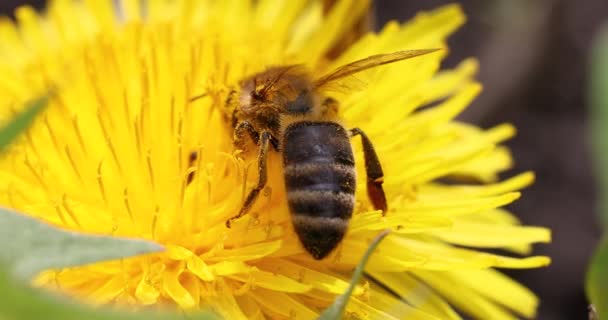 Pszczoła Miodna Żywiąca Się Żółtym Kwiatem Mniszka Lekarskiego Słoneczny Dzień — Wideo stockowe