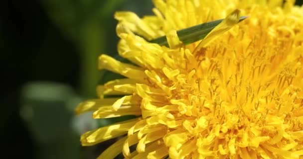 Med Včela Krmení Žluté Pampeliška Květiny Slunečný Den Jaře Zpomalení — Stock video