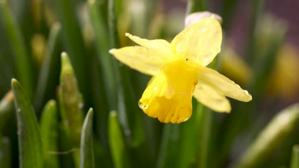 Daffodil Flowers Water Drops Garden Sunny Summer Spring Day Close — Vídeo de Stock