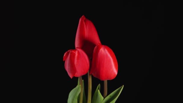 Tulips Timelapse Bright Red Striped Colorful Tulips Flower Blooming Top — Vídeo de Stock