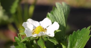 Strawberry bush in growing at garden. Sunset light. Smart agriculture, farm, technology concept,  slow motion video, close up, macro
