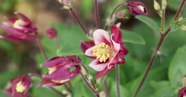 Fresh violet pink white bells in the garden, sunny day. Tender purple pink white aquilegia bells flowers on the sunny weather, slow motion video, close up, macro
