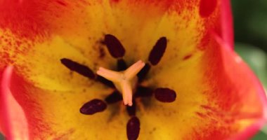 Beautiful top view of yellow red tulip under sunlight landscape at the middle of spring or summer. Slow motion video. Flower tulips background.
