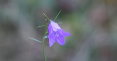 Slow motion video of gentle blue forest bells in sunset time. Beautiful nature scene with sun flare, close up, macro