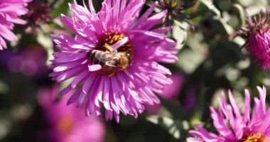 Honey bee feeding on a lilac aster alpinus flowers, sunny day in autumn time, slow motion video, close up, macro