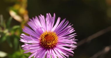 Slow motion video of  colorful lilac aster alpinus flower growing and blooming, , close up, macro