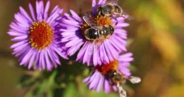 Gadflies feeding on a lilac aster alpinus flowers, sunny day in autumn time, slow motion video, close up, macro
