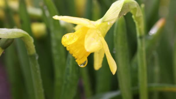 Daffodil Flowers Water Drops Garden Sunny Summer Spring Day Close — Stock Video