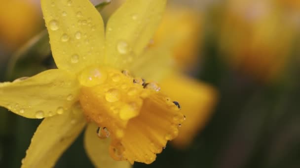 Daffodil Flowers Water Drops Garden Sunny Summer Spring Day Close — Video