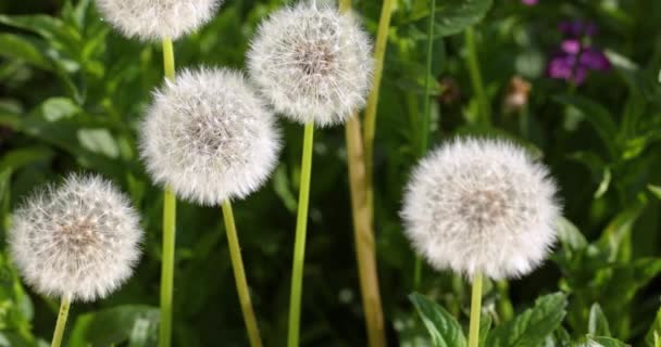 Slow Motion Dandelions Meadow Natural Background Dandelion Seeds Beautiful Nature — Stok video
