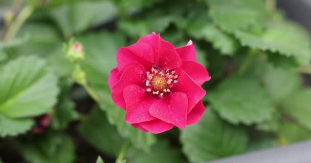 草莓花和绿色的叶子 美丽的红宝石 粉色的花朵在花园里盛开 阳光灿烂的春天 慢动作视频 — 图库视频影像