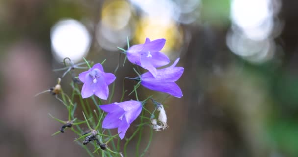 Slow Motion Video Gentle Blue Forest Bells Sunset Time Beautiful — Stockvideo