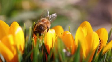 Sarı bir kır çiçeğiyle beslenen bal arısı, ilkbaharda güneşli bir gün, yavaş çekim videosu, yakın çekim, makro