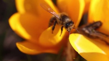 Sarı bir kır çiçeğiyle beslenen bal arısı, ilkbaharda güneşli bir gün, yavaş çekim videosu, yakın çekim, makro