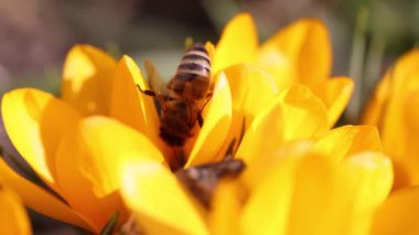 Sarı bir kır çiçeğiyle beslenen bal arısı, ilkbaharda güneşli bir gün, yavaş çekim videosu, yakın çekim, makro