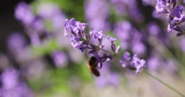 Honey bee feeding on a lavender flower, sunny day in summertime, slow motion video, close up, macro