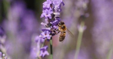 Honey bee feeding on a lavender flower, sunny day in summertime, slow motion video, close up, macro