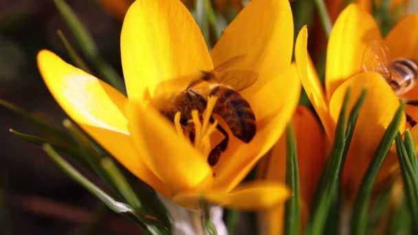 Медовая Пчела Питается Желтым Цветком Крокуса Солнечный День Весной Видео — стоковое видео