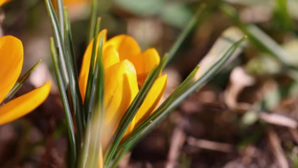 Mel Abelha Alimentando Uma Flor Croco Amarelo Dia Ensolarado Primavera — Vídeo de Stock