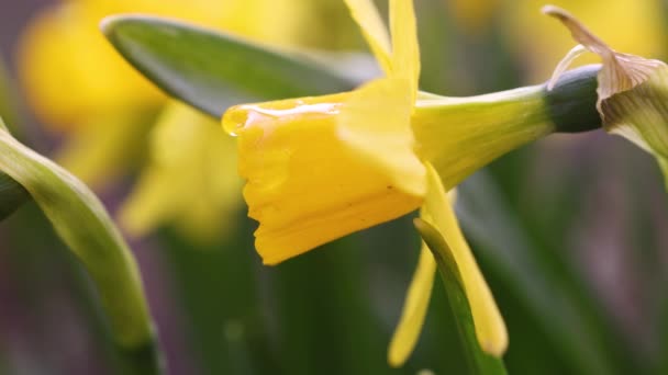 Daffodil Flowers Water Drops Garden Sunny Summer Spring Day Close — Wideo stockowe