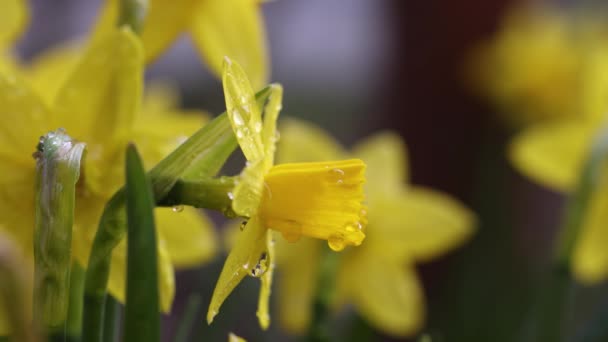 Daffodil Květiny Kapkami Vody Zahradě Slunné Léto Nebo Jarní Den — Stock video