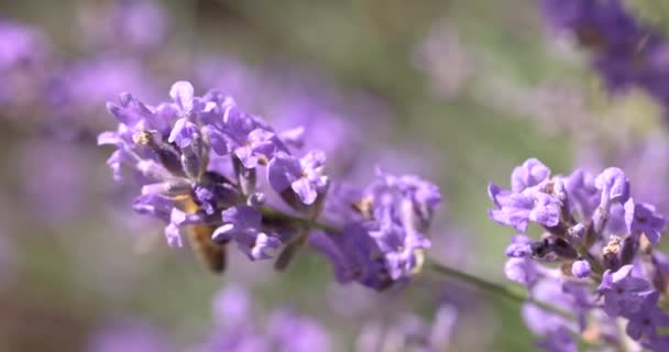 ラベンダーの花でミツバチの餌 夏の晴れた日 スローモーションビデオ 閉じる マクロ — ストック動画