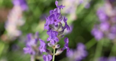 Çiçek bahçesindeki lavanta çiçeğine odaklan. Lavanta çiçekleri güneş ışığıyla aydınlatılır. Yaklaş, alanın sığ derinliği.
