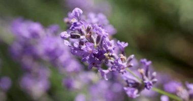 Çiçek bahçesindeki lavanta çiçeğine odaklan. Lavanta çiçekleri güneş ışığıyla aydınlatılır. Yaklaş, alanın sığ derinliği.