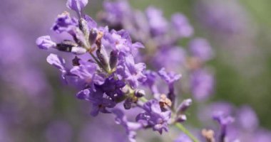 Çiçek bahçesindeki lavanta çiçeğine odaklan. Lavanta çiçekleri güneş ışığıyla aydınlatılır. Yaklaş, alanın sığ derinliği.