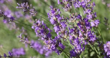 Çiçek bahçesindeki lavanta çiçeğine odaklan. Lavanta çiçekleri güneş ışığıyla aydınlatılır. Yaklaş, alanın sığ derinliği.