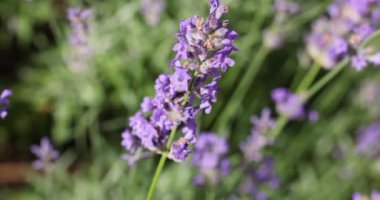 Çiçek bahçesindeki lavanta çiçeğine odaklan. Lavanta çiçekleri güneş ışığıyla aydınlatılır. Yaklaş, alanın sığ derinliği.