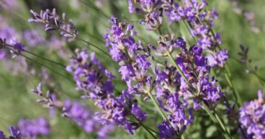 Çiçek bahçesindeki lavanta çiçeğine odaklan. Lavanta çiçekleri güneş ışığıyla aydınlatılır. Yaklaş, alanın sığ derinliği.