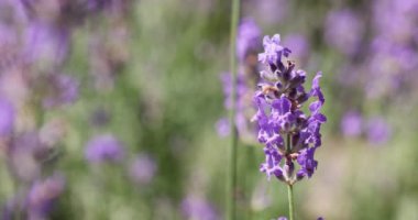 Çiçek bahçesindeki lavanta çiçeğine odaklan. Lavanta çiçekleri güneş ışığıyla aydınlatılır. Yaklaş, alanın sığ derinliği.