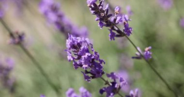 Çiçek bahçesindeki lavanta çiçeğine odaklan. Lavanta çiçekleri güneş ışığıyla aydınlatılır. Yaklaş, alanın sığ derinliği.