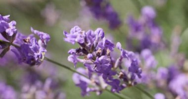 Çiçek bahçesindeki lavanta çiçeğine odaklan. Lavanta çiçekleri güneş ışığıyla aydınlatılır. Yaklaş, alanın sığ derinliği.