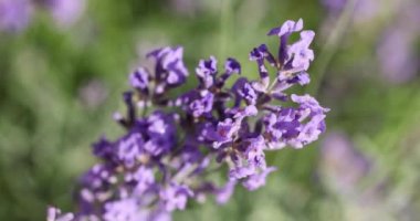 Çiçek bahçesindeki lavanta çiçeğine odaklan. Lavanta çiçekleri güneş ışığıyla aydınlatılır. Yaklaş, alanın sığ derinliği.