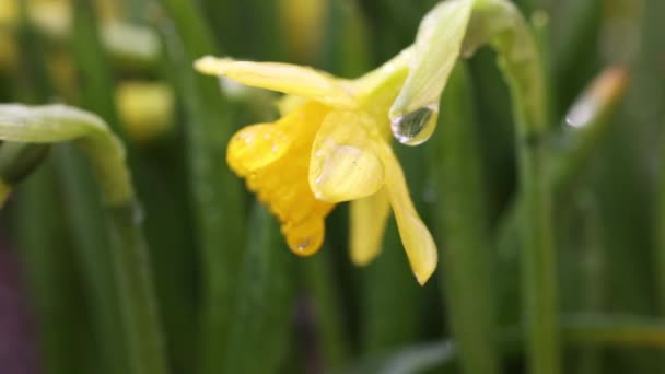 Daffodil Flowers Water Drops Garden Sunny Summer Spring Day Close — Vídeos de Stock
