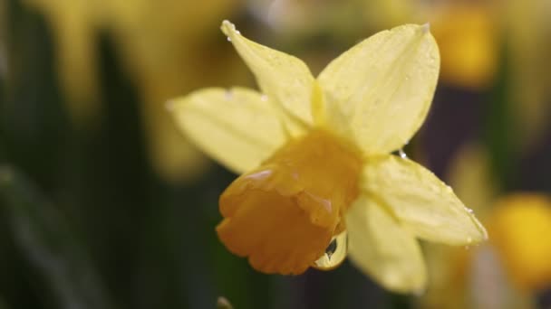 Daffodil Flowers Water Drops Garden Sunny Summer Spring Day Close — Video