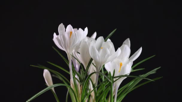 Des Crocus Temps Écoulé Crocus Blanc Vif Fleur Safran Fleurissant — Video