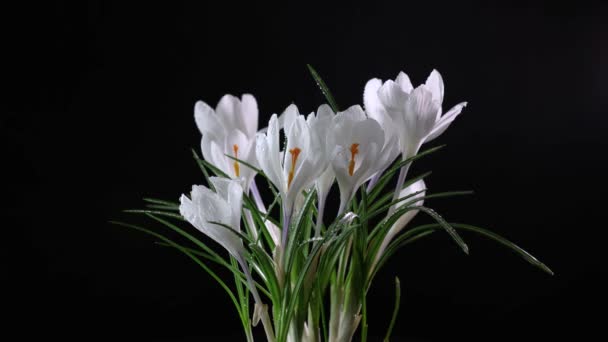 クロッカスだ 黒い背景には 明るい白花や水滴が咲くサフランの花が時間経過します トップビューの休日の花束 4Kビデオ — ストック動画