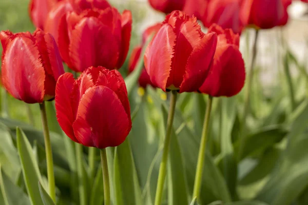 stock image A stunning close-up shot of bold, vibrant red tulips in full bloom, their elegant petals and intricate centers captured in exquisite detail against a backdrop of lush green leaves and a bright blue sky